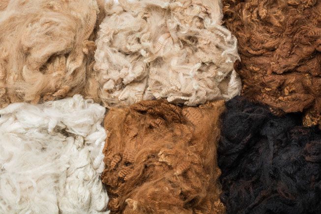 Alpaca wool in different colors- The difference between llama and alpaca