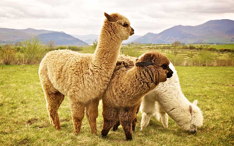 Peruvian Alpaca - difference between llama and alpaca