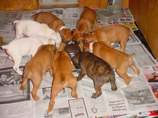 Boxer pups