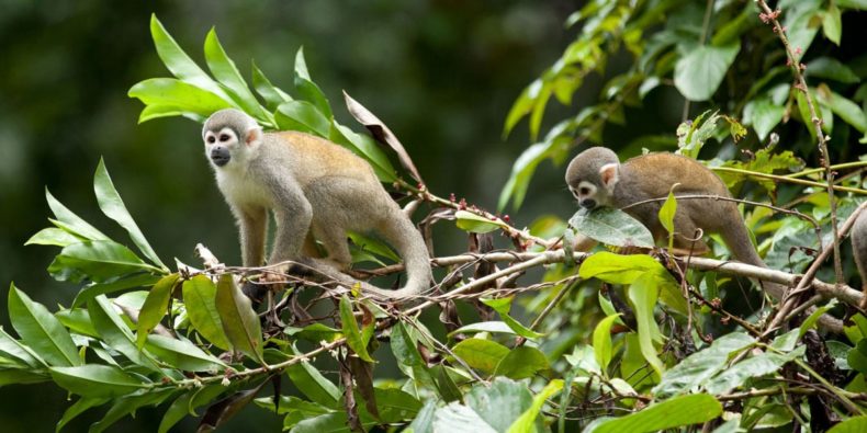 monos en la selva - coisas para fazer no peru