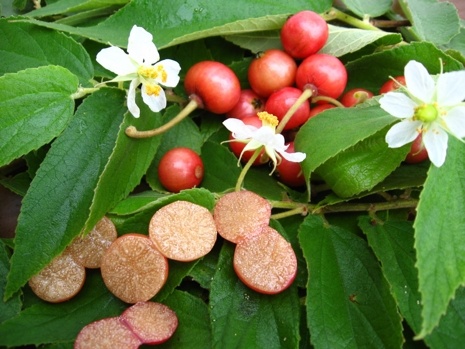 Peruvian fruits - Capulin