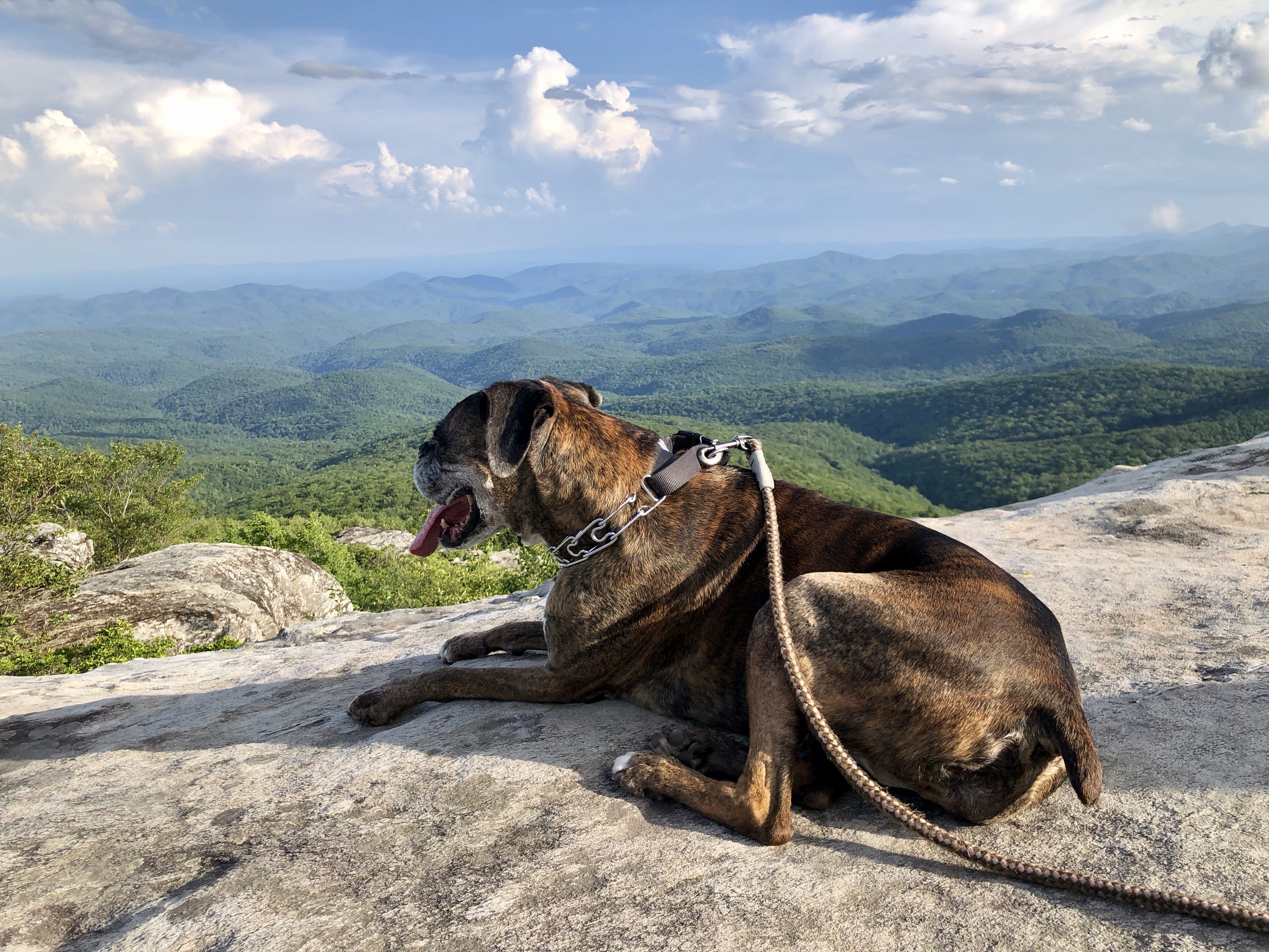 dog at rough ridge 