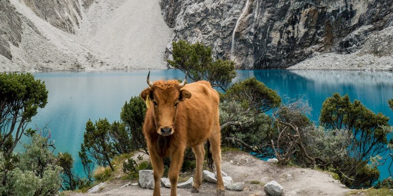 cow in front of laguna 69