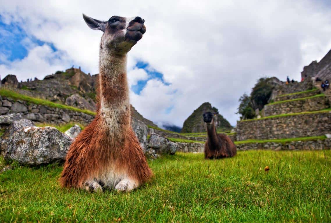 Llama at Machu Picchu - The difference between llama and alpaca