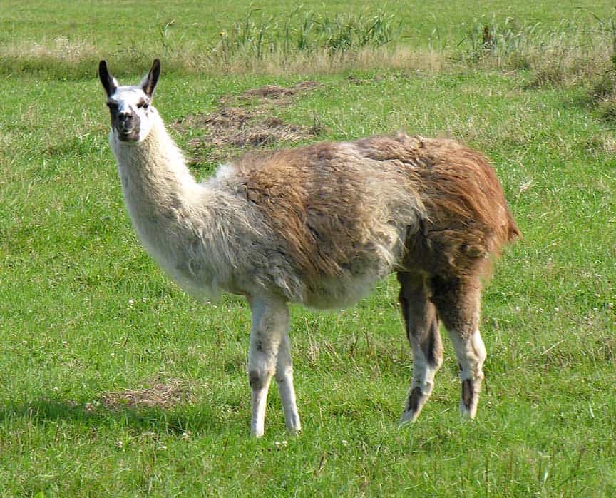 llama with different colored fur, marked - Difference between llama and alpaca