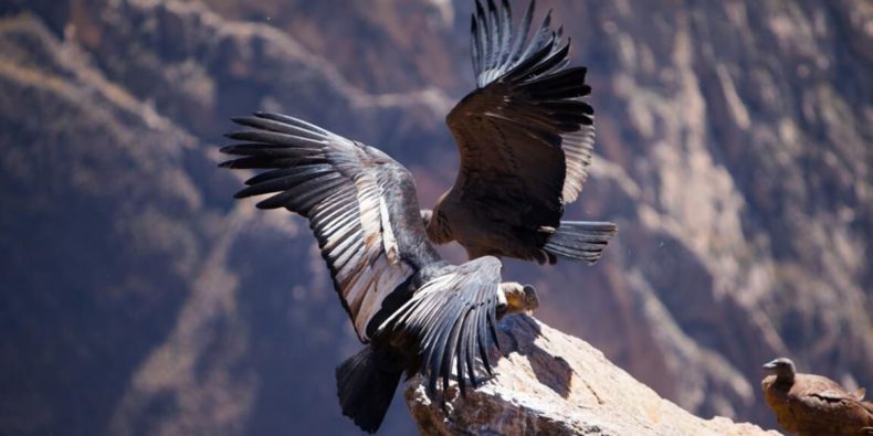 que voir à Arequipa: des condors au canyon de colca