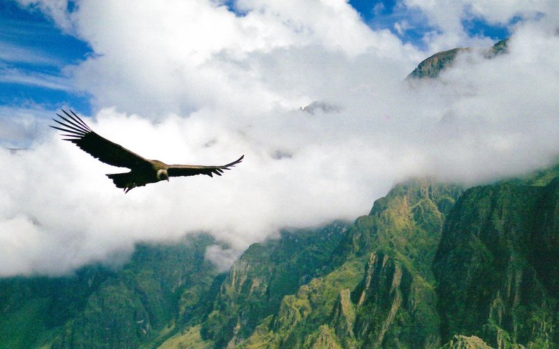 Condor Colca Canyon Arequipa second deepest canyon in the world