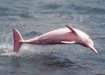 Pacaya Samiria National Reserve - Pink River Dolphin