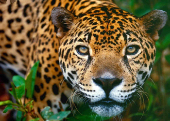 Pacaya Samiria National Reserve - Jaguar