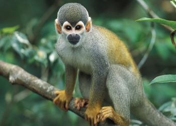 Pacaya Samiria National Reserve - Squirrel Monkey