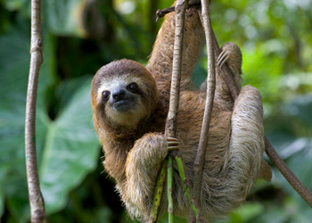Pacaya Samiria National Reserve - Brown-throated sloth