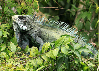 Pacaya Samiria National Reserve - Green Iguana