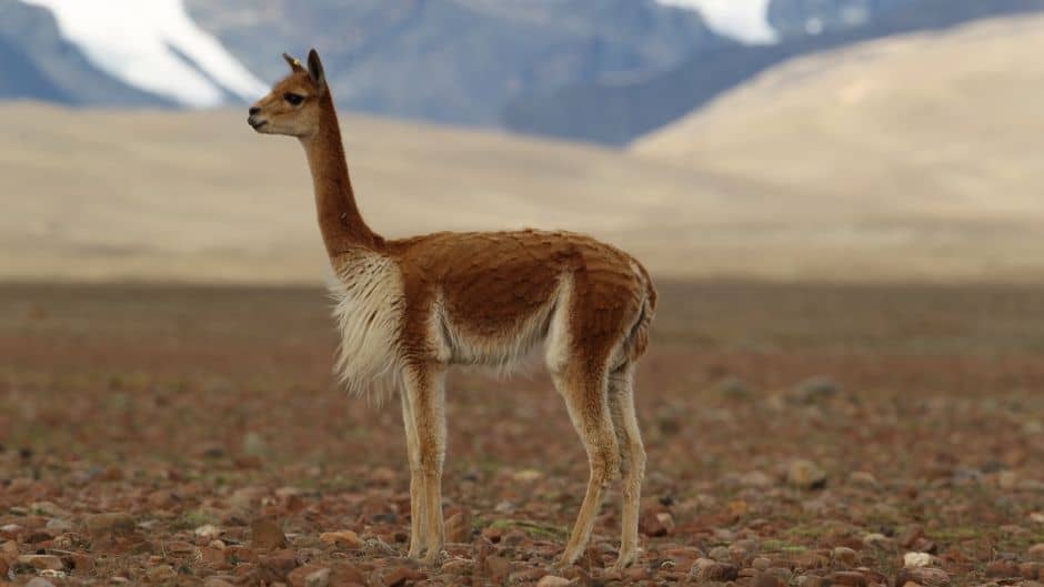 part of the alpaca family, the Vicuna - The difference between the llama and the alpaca