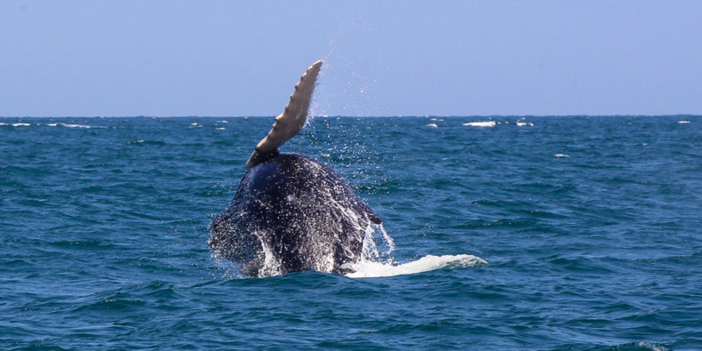 Une baleine qui saute au larde des côtes de Mancora.