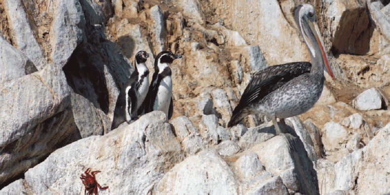 pelicanos e pinguins nas ilhas ballestas - Roteiro de 15 dias no Peru