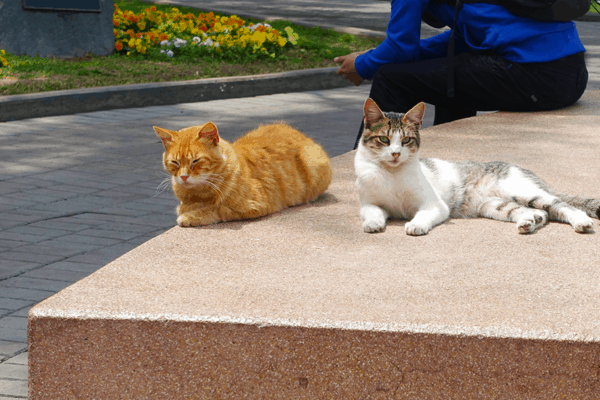 cats chilling out in kennedy park